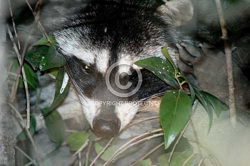 Racoon in a tree