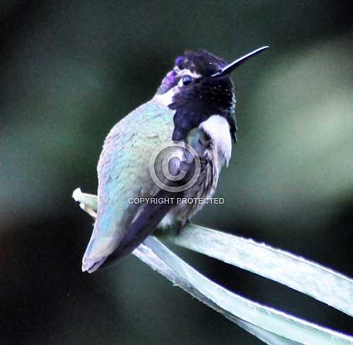 Hummingbirds in Palm Desert -- December 2012