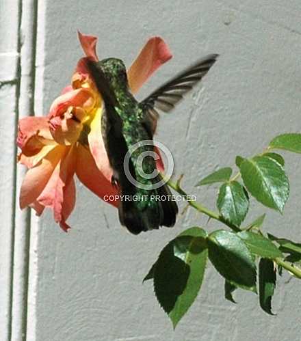 Hummingbirds in Corona  June 18 2013