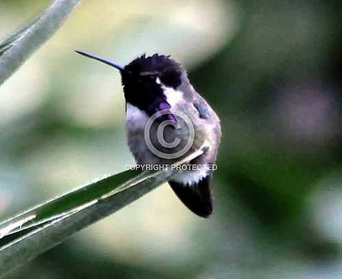 Hummingbirds in Palm Desert -- December 2012