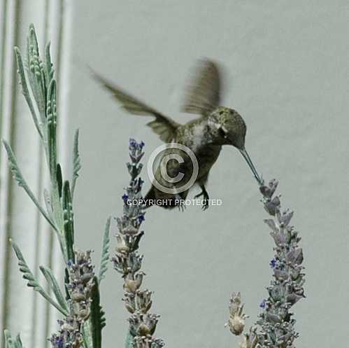 Hummingbirds in Corona  June 18 2013