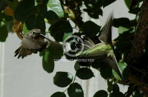 Hummingbirds in Corona  June 18 2013