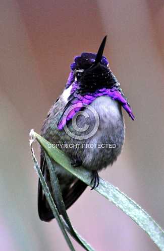 Hummingbirds in Palm Desert -- December 2012