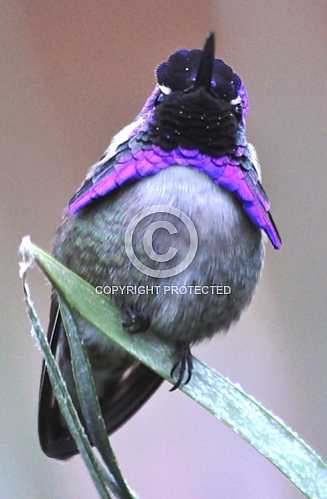 Hummingbirds in Palm Desert -- December 2012