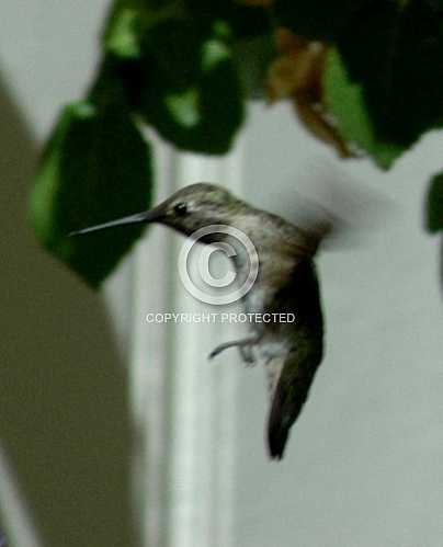 Hummingbirds in Corona  June 18 2013