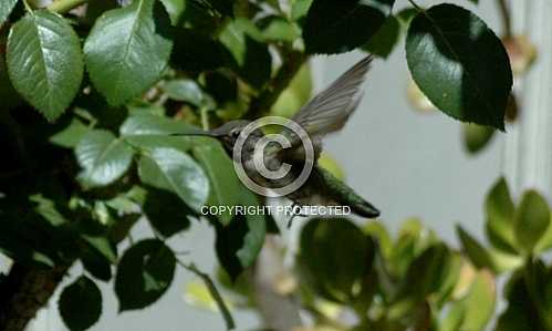 Hummingbirds in Corona  June 18 2013