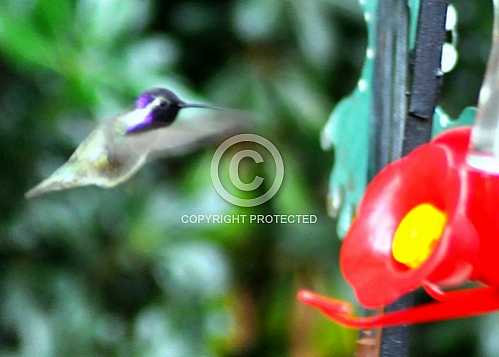 Hummingbirds in Palm Desert -- December 2012