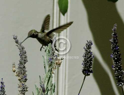 Hummingbirds in Corona  June 18 2013