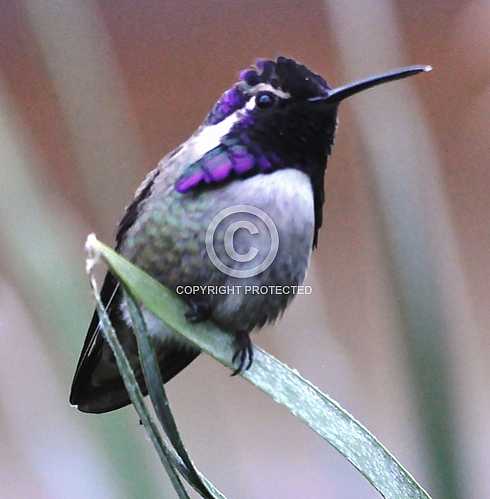 Hummingbirds in Palm Desert -- December 2012