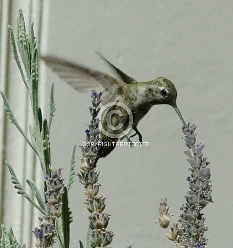 Hummingbirds in Corona  June 18 2013