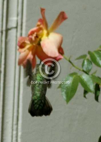 Hummingbirds in Corona  June 18 2013