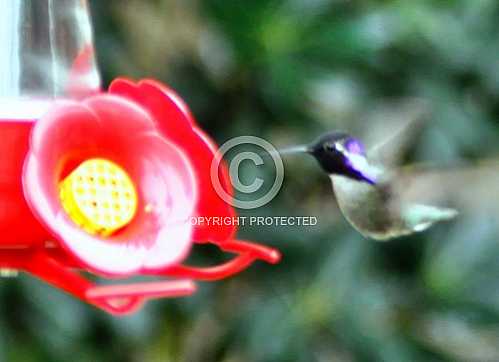 Hummingbirds in Palm Desert -- December 2012