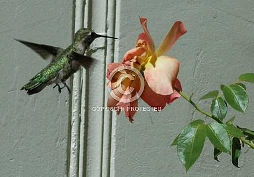 Hummingbirds in Corona  June 18 2013