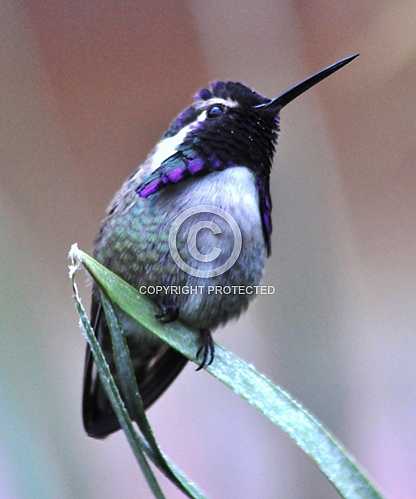 Hummingbirds in Palm Desert -- December 2012